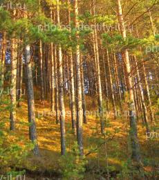 Сосновый лес освещенный солнцем осень 4
