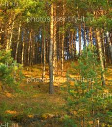 Сосновый лес освещенный солнцем осень