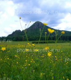 Арвякрязь июнь вид с поляны цветы