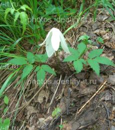 Белый одиночный лесной цветок цветет в июне 2