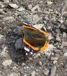 Оранжево-серо-коричневая бабочка на камнях 5