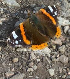 Оранжево-серо-коричневая бабочка на камнях 4