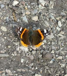 Оранжево-серо-коричневая бабочка на камнях 6