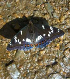 Бабочка с переливающейся синей окраской