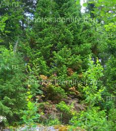 Хвойный ярко-зеленый лес Иремель 2