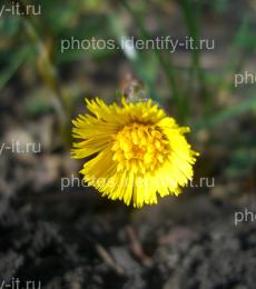 Желтый распускающийся цветок мать-и-мачехи 2