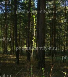 Молодое деревце в сосновом лесу