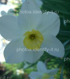 Белые с жёлтым цветы 8