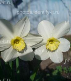 Белые с жёлтым цветы