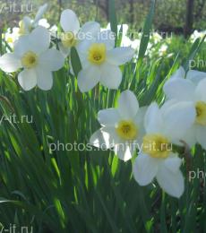 Белые с жёлтым цветы 2