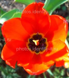 Цветок красного тюльпана 9