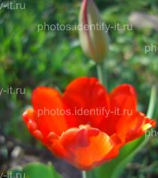 Цветок красного тюльпана 8