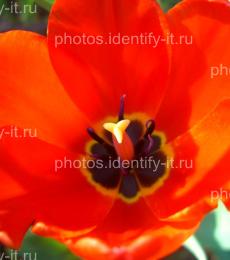 Цветок красного тюльпана 10