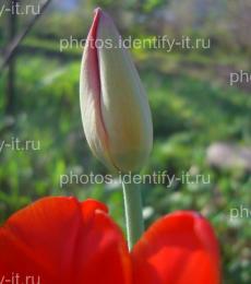 Цветок красного тюльпана 11
