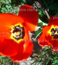 Цветок красного тюльпана 12
