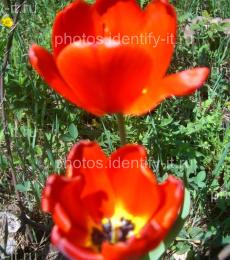 Цветок красного тюльпана 7