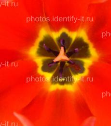 Цветок красного тюльпана
