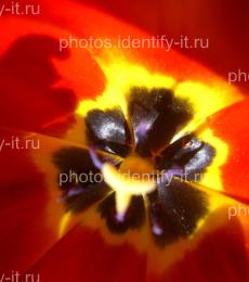 Цветок красного тюльпана 3