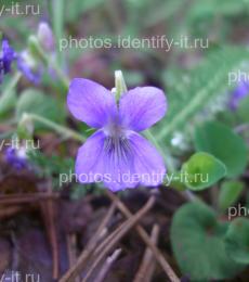 Фиолетовые лесные цветочки 2
