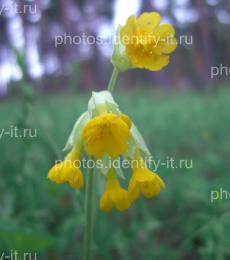 Жёлтые цветочки 3