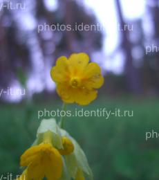 Жёлтые цветочки 2