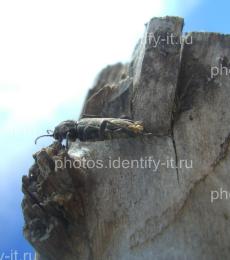 Серый жук на коре дерева 3
