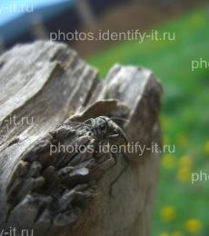 Серый жук на коре дерева 2