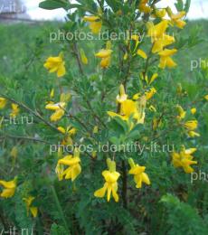 Желтые цветы кустарника 2