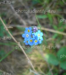 Ярко-голубые цветочки
