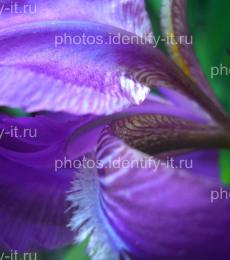 Фиолетовый цветок 6