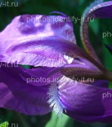 Фиолетовый цветок 4