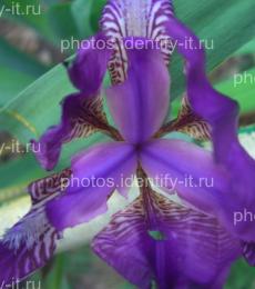 Фиолетовый цветок 2