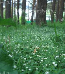 Белые цветочки в лесу на поляне 3