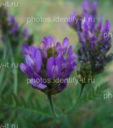 Фиолетовый лесной цветок 14