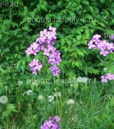 Фиолетовый лесной цветок 11