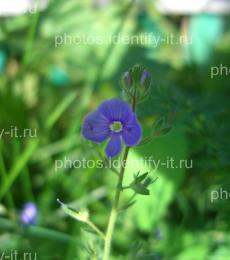 Фиолетовый лесной цветок 18