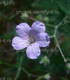 Фиолетовый лесной цветок 10