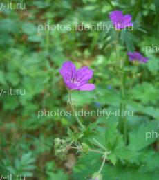 Фиолетовый лесной цветок 9