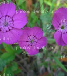 Фиолетовый лесной цветок 7