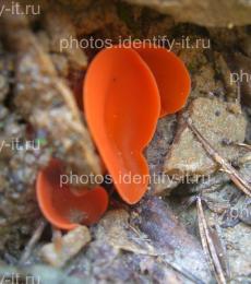 Оранжево-красные грибы 3