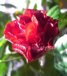 Цветок красной розы 4