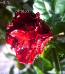 Цветок красной розы 3