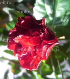 Цветок красной розы 2