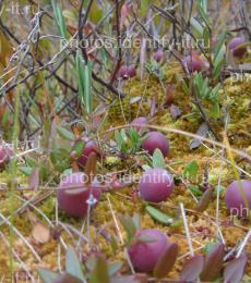 ягоды клюквы на болоте 3