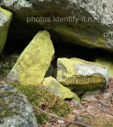 Ярко-зеленый лишайник на камнях 1