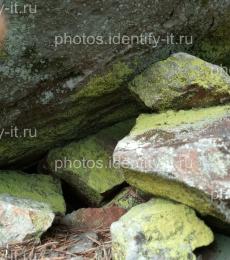 Ярко-зеленый лишайник на камнях 2