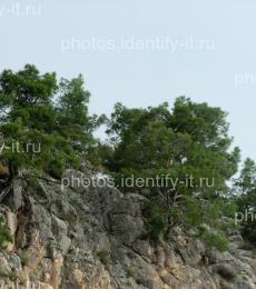 Деревья на скалах в Кемере 2
