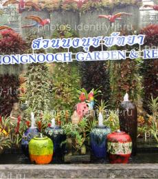 Декоративный сад цветы Таиланд 4